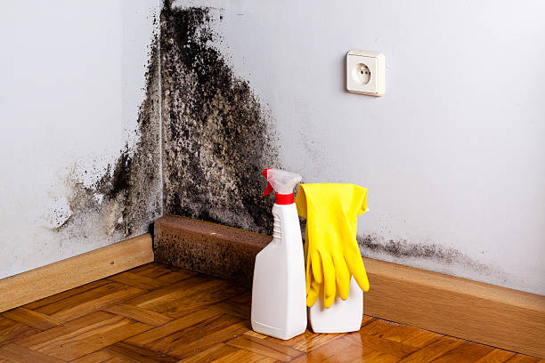 Best Emergency Mold Remediation in , NJ