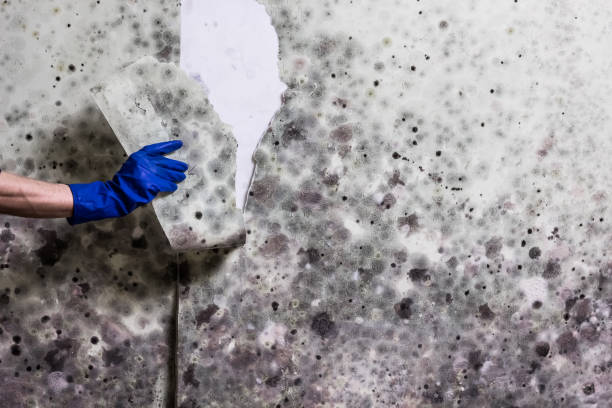 Best Bathroom Mold Remediation in , NJ